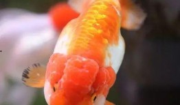 春节新金鱼爆料视频,春节爆红视频背后的故事